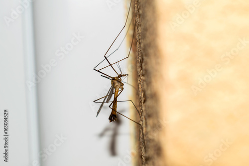 Mosquito on the wall