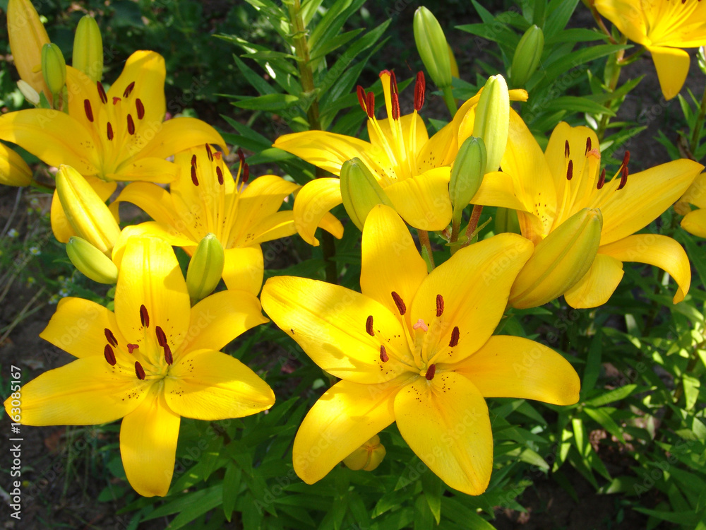 flower, plant, garden, lily, summer, green, flora, nature, beauty, closeup, background, spring, petal, pink, lilly, color, blossom, beautiful, floral, bouquet, bright, bloom, nobody, holiday, yellow, flower, plant, garden, lily, summer, green, flora, nature, beauty, closeup, background, spring, petal, pink, lilly, color, blossom, beautiful, floral, bouquet, bright, bloom, nobody, holiday, yellow,