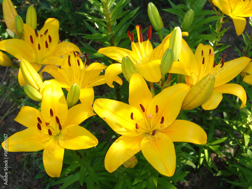 flower, plant, garden, lily, summer, green, flora, nature, beauty, closeup, background, spring, petal, pink, lilly, color, blossom, beautiful, floral, bouquet, bright, bloom, nobody, holiday, yellow, 