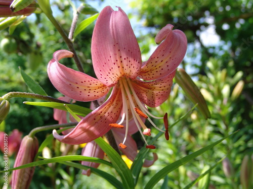 flower  plant  garden  lily  summer  green  flora  nature  beauty  closeup  background  spring  petal  pink  lilly  color  blossom  beautiful  floral  bouquet  bright  bloom  nobody  holiday  yellow  