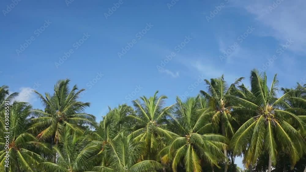 Tropical palm tree branches against blue sky Tropical palm tree branches against blue sky