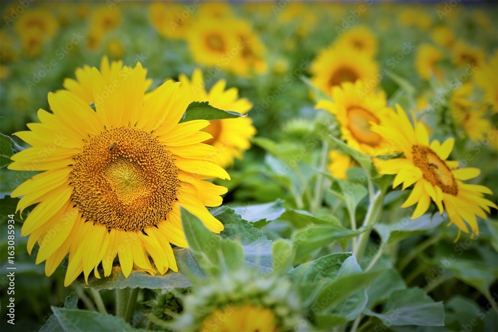 Naklejka premium sunflower