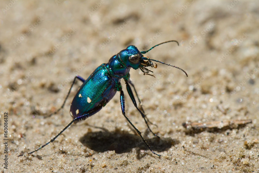 Cicindela sexguttata - Six-spotted Tiger Beetle. Cicindela sexguttata - Six-spotted Tiger Beetle.