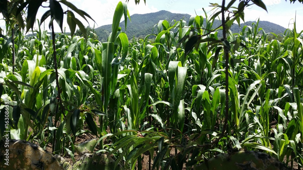 verde verde