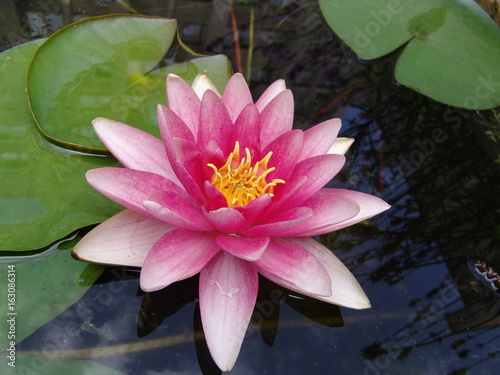 nature, pond, flower, beautiful, lily, blossom, petal, bloom, water, plant, summer, lotus, aquatic, beauty, green, natural, pink, flora, botany, leaf, lake, tropical, white, exotic, reflection, bloomi