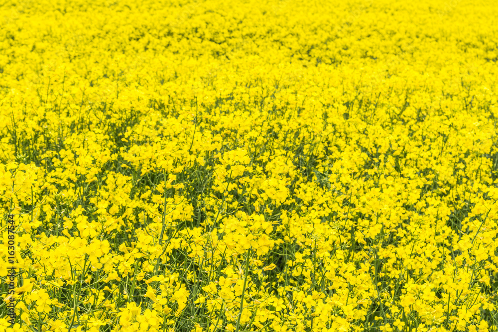 Canola, Rapeseed, colza flowers background Canola, Rapeseed, colza flowers background