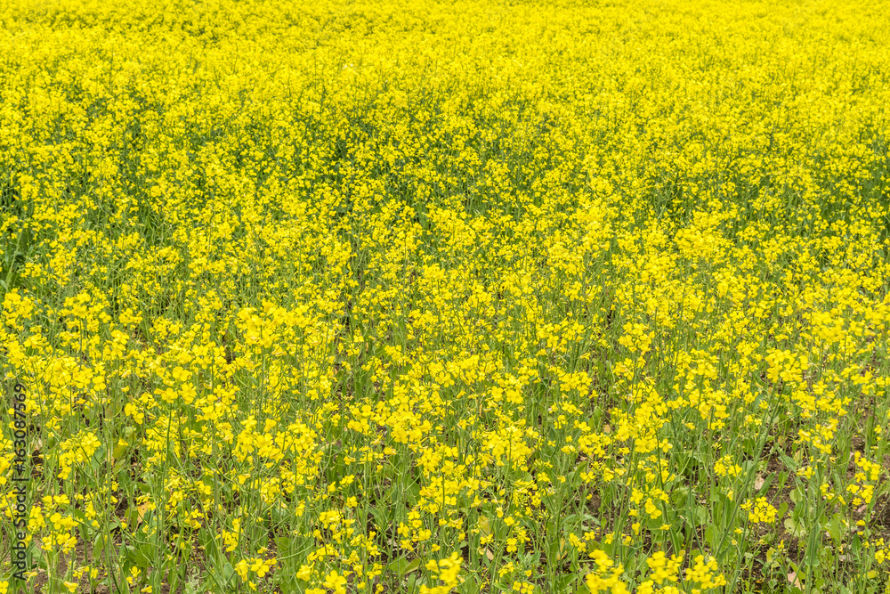 Canola, Rapeseed, colza flowers background Canola, Rapeseed, colza flowers background