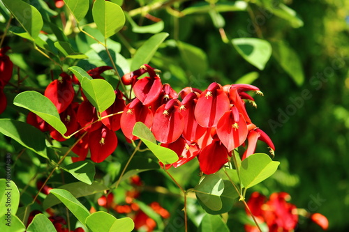 アメリカデイゴ