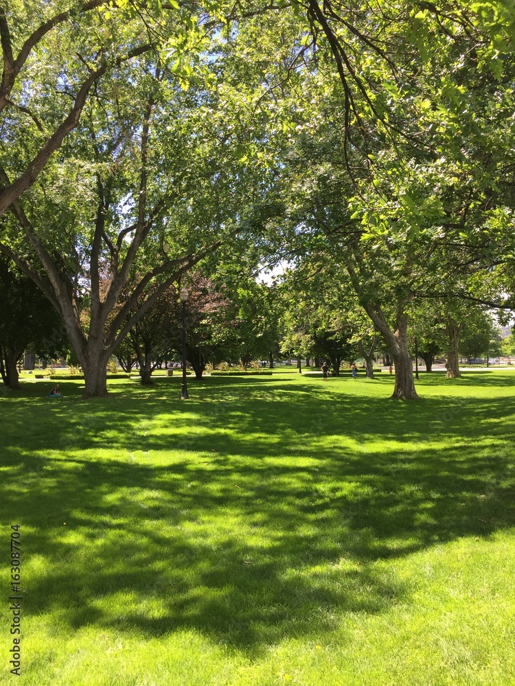 Trees and green grass on sunny day