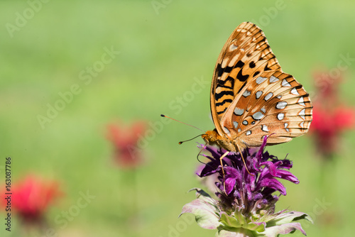 great_spangled_fritillary © Cliff