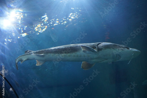 Backlit sturgeon patrols photo