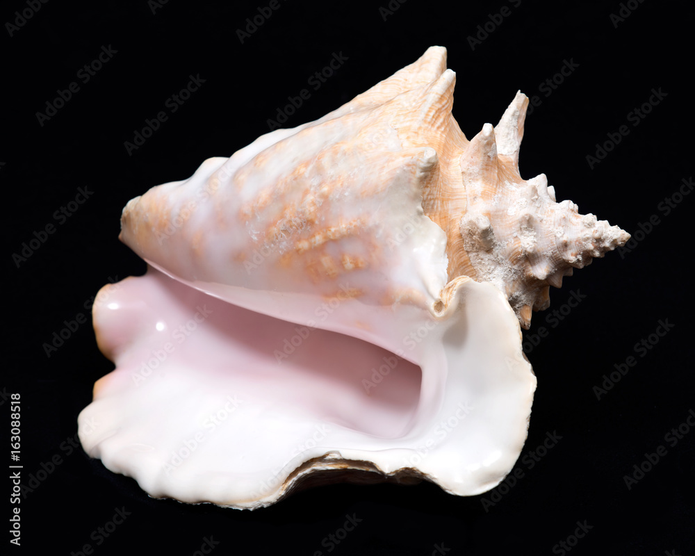 Large pink queen conch seashell on black fabric background