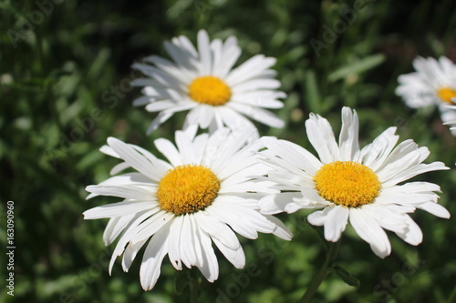White Wild Flower Daisy 