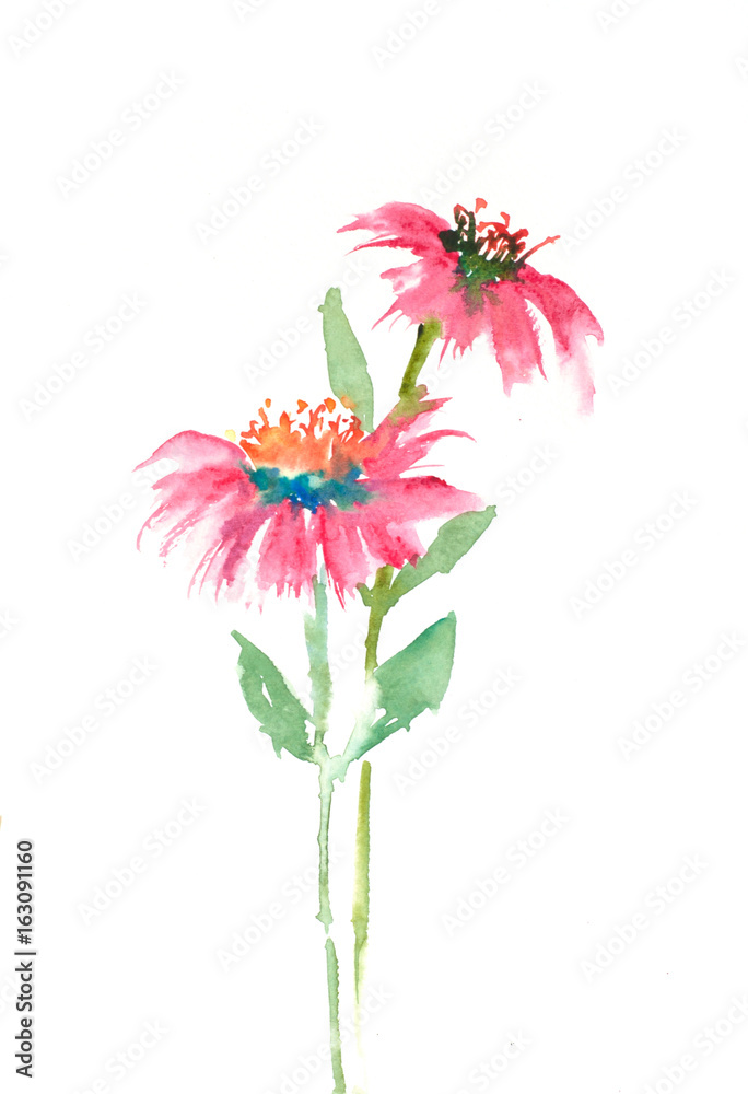 Beautiful wildflowers on white background, watercolor hand drawn on paper Beautiful wildflowers on white background, watercolor hand drawn on paper