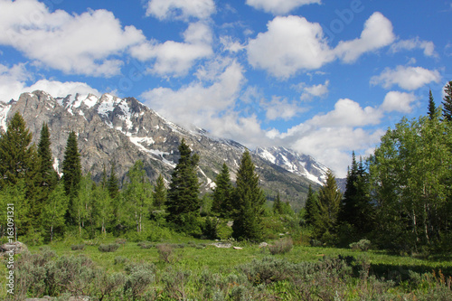 Tetons and Trees