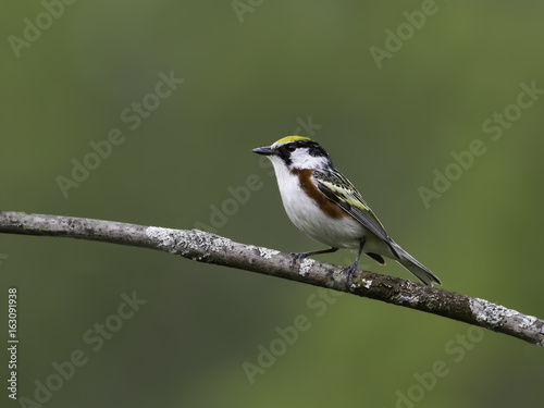 Chestnut-sided Warbler on Green Background