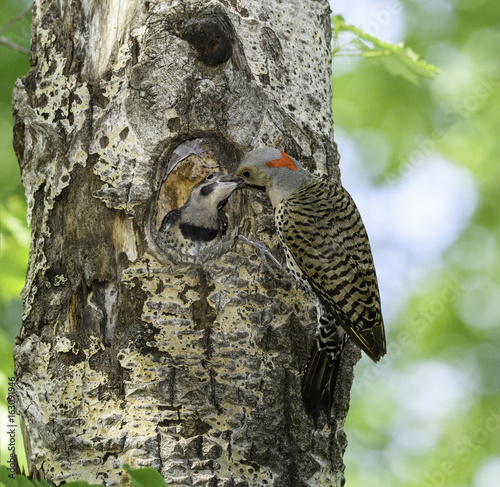 Female Northern Flicker Feeding Chick photo