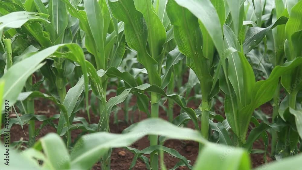 corn corn
