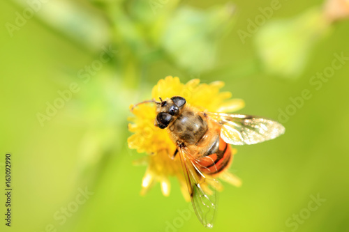 Bee © zhengzaishanchu