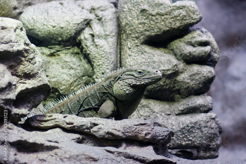 Iguana on rock
