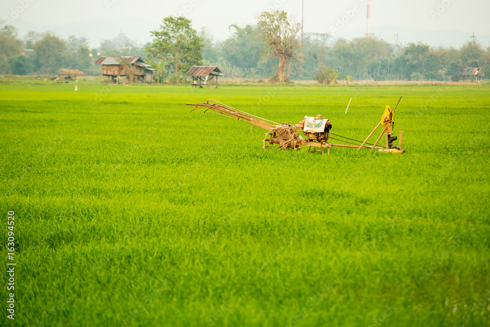 Obraz premium Equipment in baby Rice field with sky burst and mountain in background