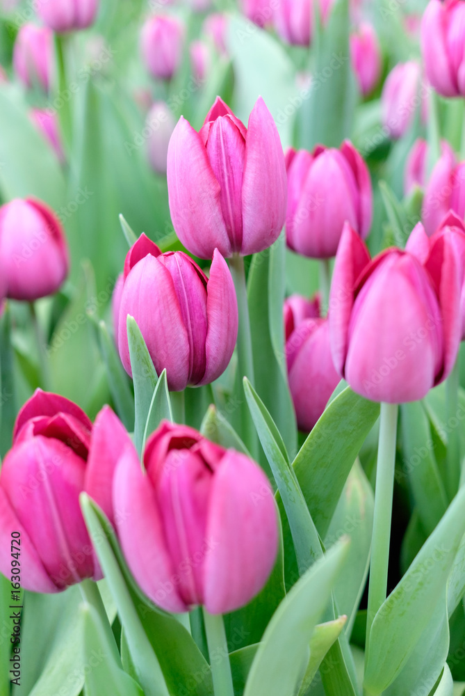 bed of tulip flowers