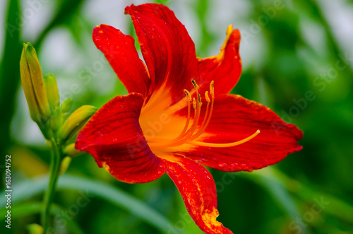 A bright red and yellow closeup of a daylily with pollen covered stamen