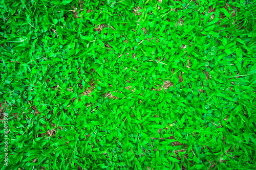Green grass texture.