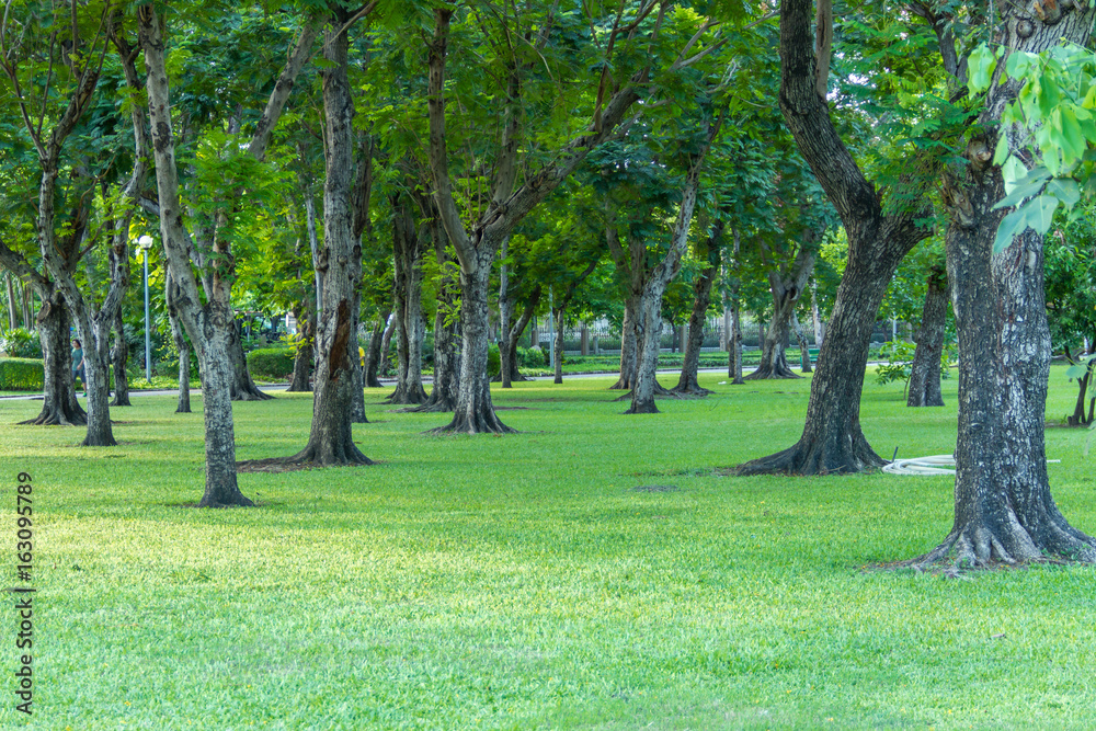 green park in city Bangkok Thailand