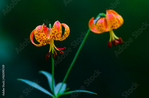 Brightly spotted orange and yellow tiger lilies isolated against a dark green background