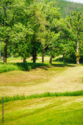 Beautiful landscape of green meadow field