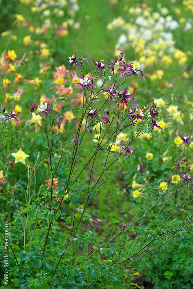 Fields of colorful columbine flowers (aquilegia)