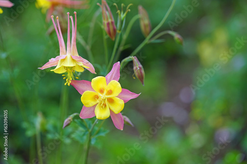 Fotografie Fields of colorful columbine flowers (aquilegia)