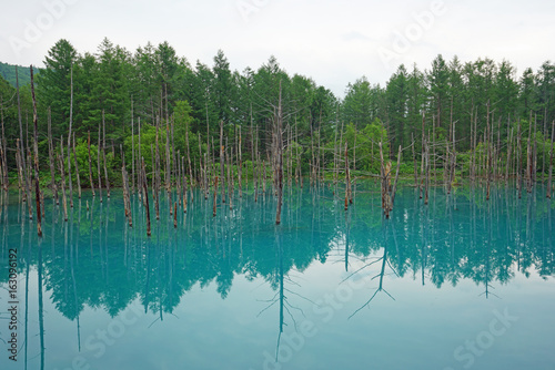 The Blue Pond in Biei, Hokkaido, Japan