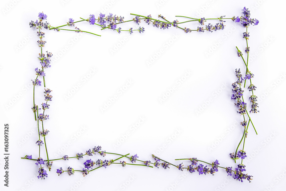 A frame of fresh lavender flowers on a white background. Lavender flowers mock up. Copy space.