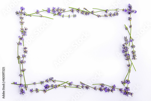 A frame of fresh lavender flowers on a white background. Lavender flowers mock up. Copy space.
