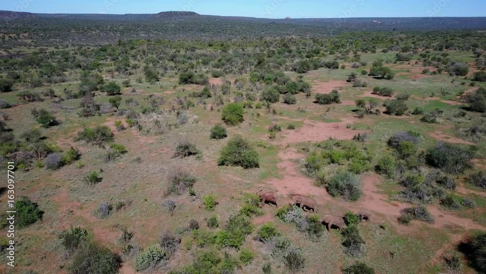 African Elephants. Herd of Elephant filmed from above with 4K aerial drone African Elephants. Herd of Elephant filmed from above with 4K aerial drone