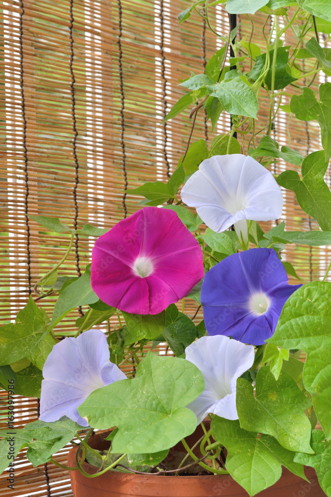 朝顔の花 すだれ Stock 写真 Adobe Stock