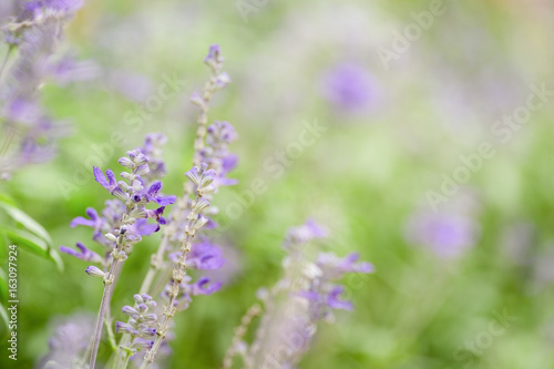 Close-up of Blue Salvia (Blue sage, salvia farina-Cea) flowers blooming in the garden, ornamental plants spring.