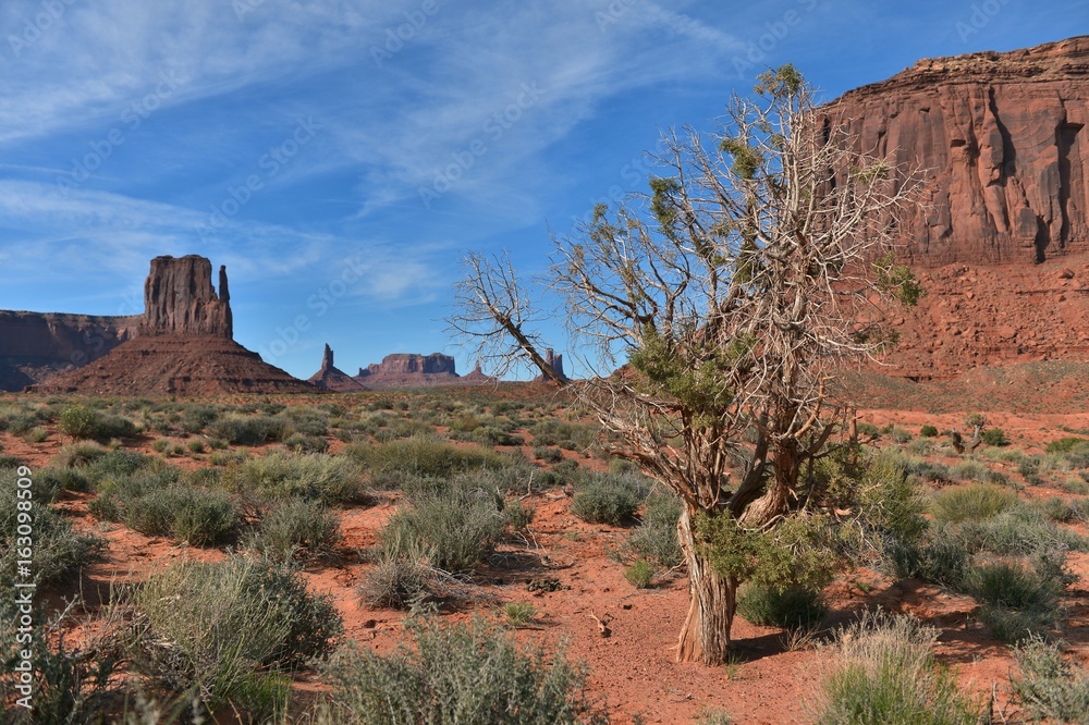 Monument Valley vegetation