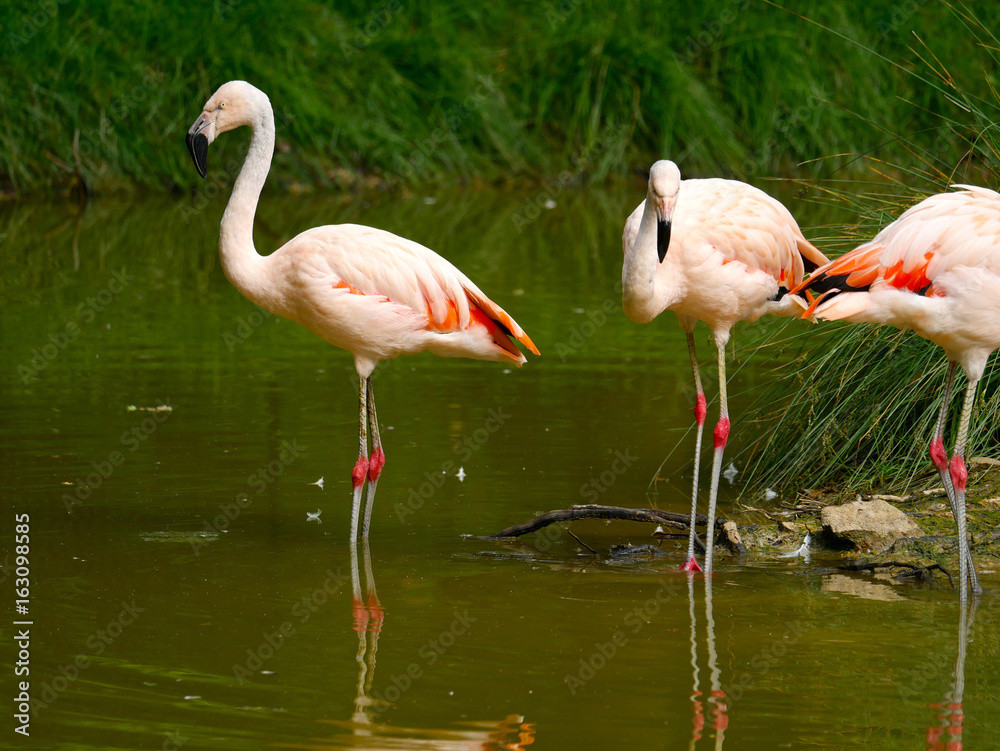 Flamants roses Flamants roses