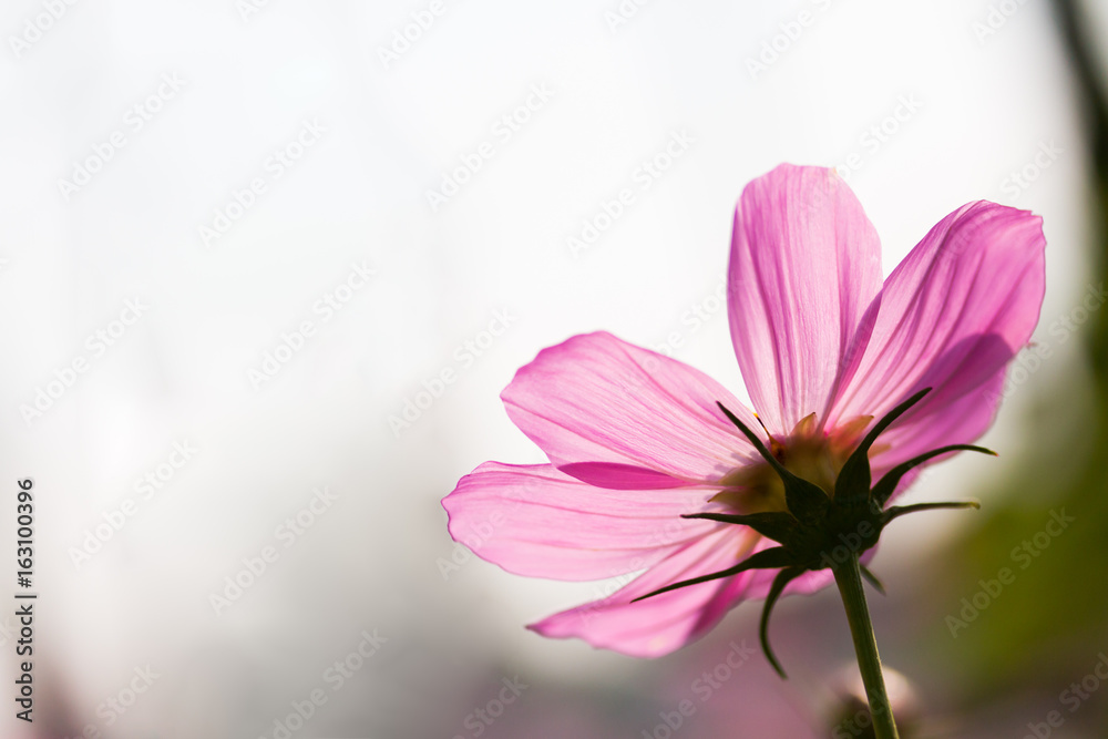 Pink flower sky background Pink flower sky background