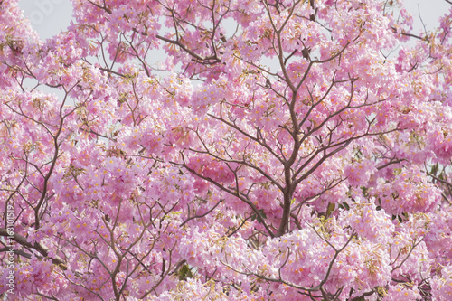 Tabebuia is a sweet pink flower blooming during January and February in Thailand photo