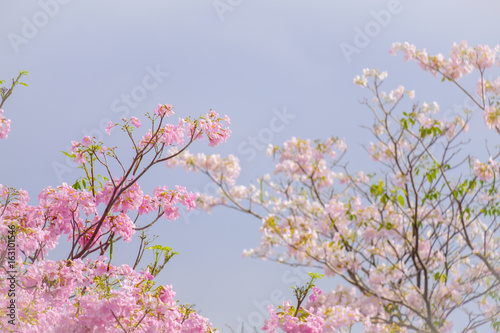 Tabebuia is a sweet pink flower blooming during January and February in Thailand photo