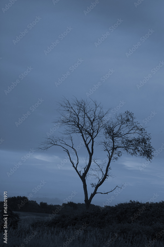 Obraz premium Bird in a tree at twilight