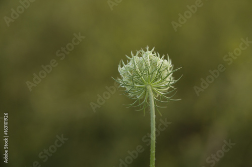 Queen Anne s lace flower and stem seen from behind.