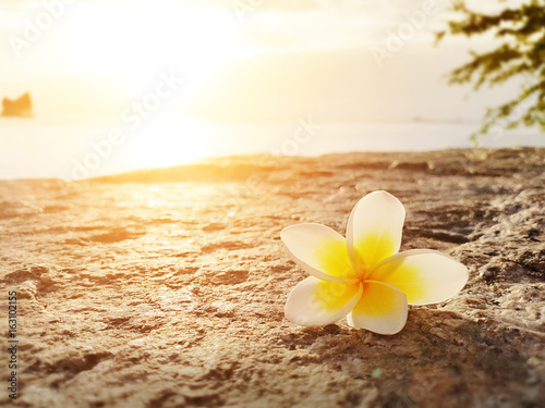 Frangipani ,Plumeria flower on the floor with sunset background at the sea beach