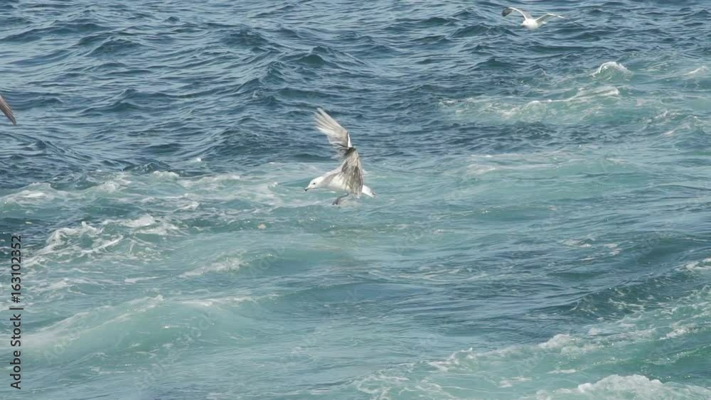 Seagull flying over sea in slow motion Seagull flying over sea in slow motion