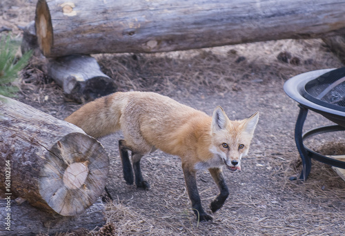 fox 1