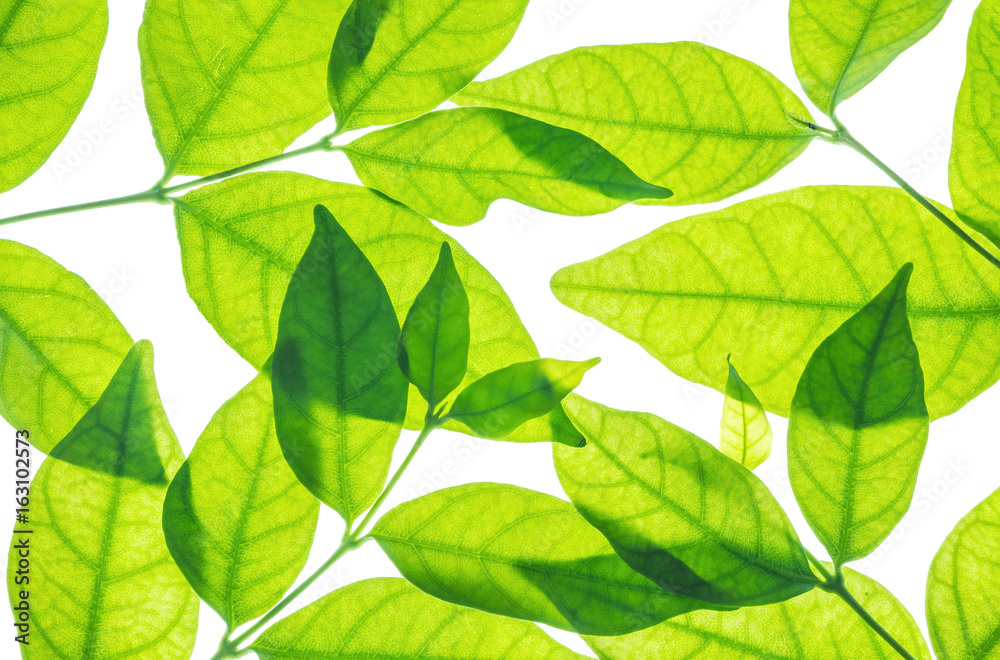 Fototapeta premium Closeup fresh green leaves isolated on white background